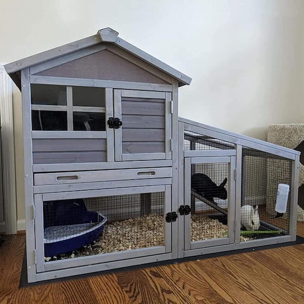 Practical Guide to Improving Hamster Care in 2025