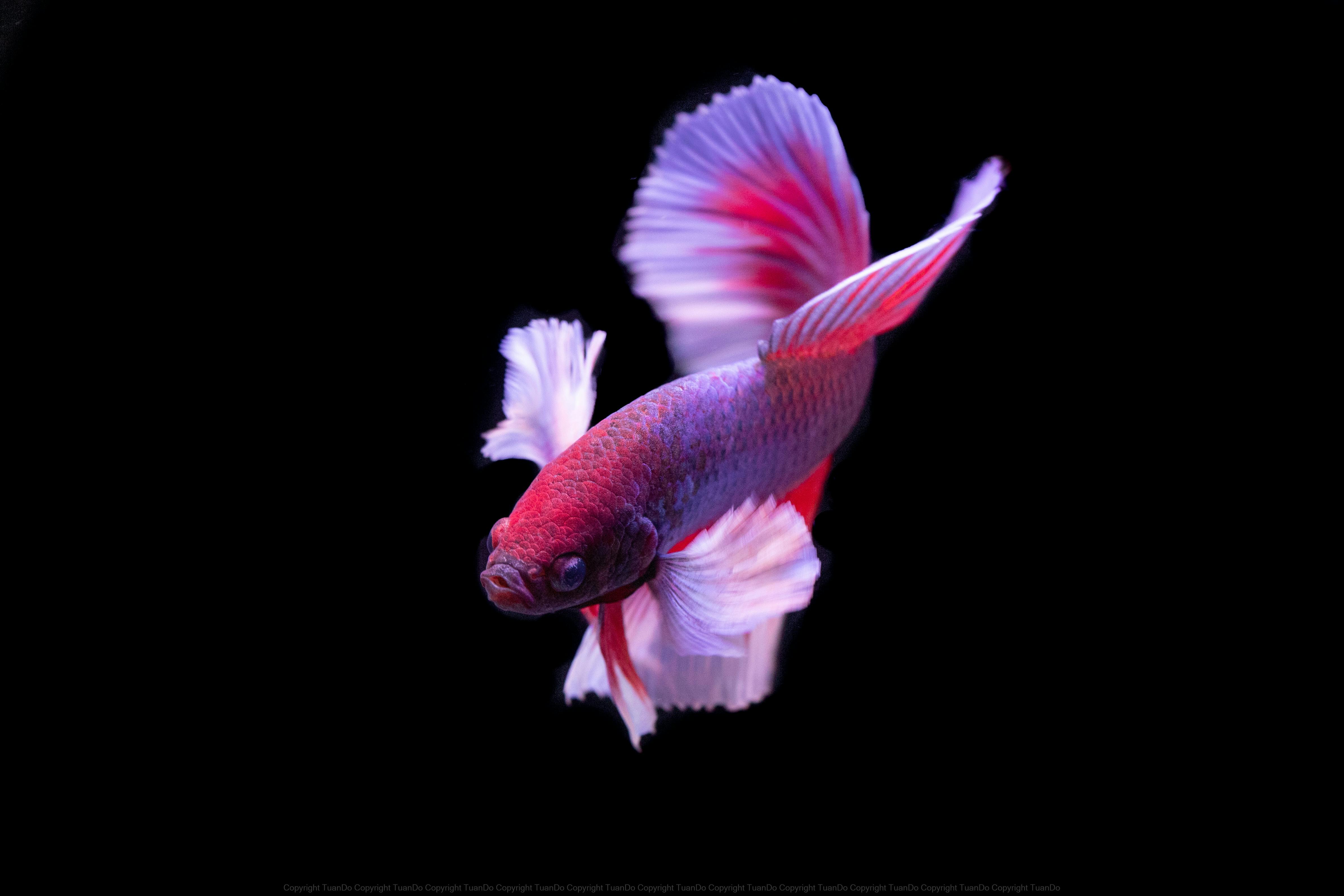 Smart Ways to Choose the Right Guppy Tank Size for 2025