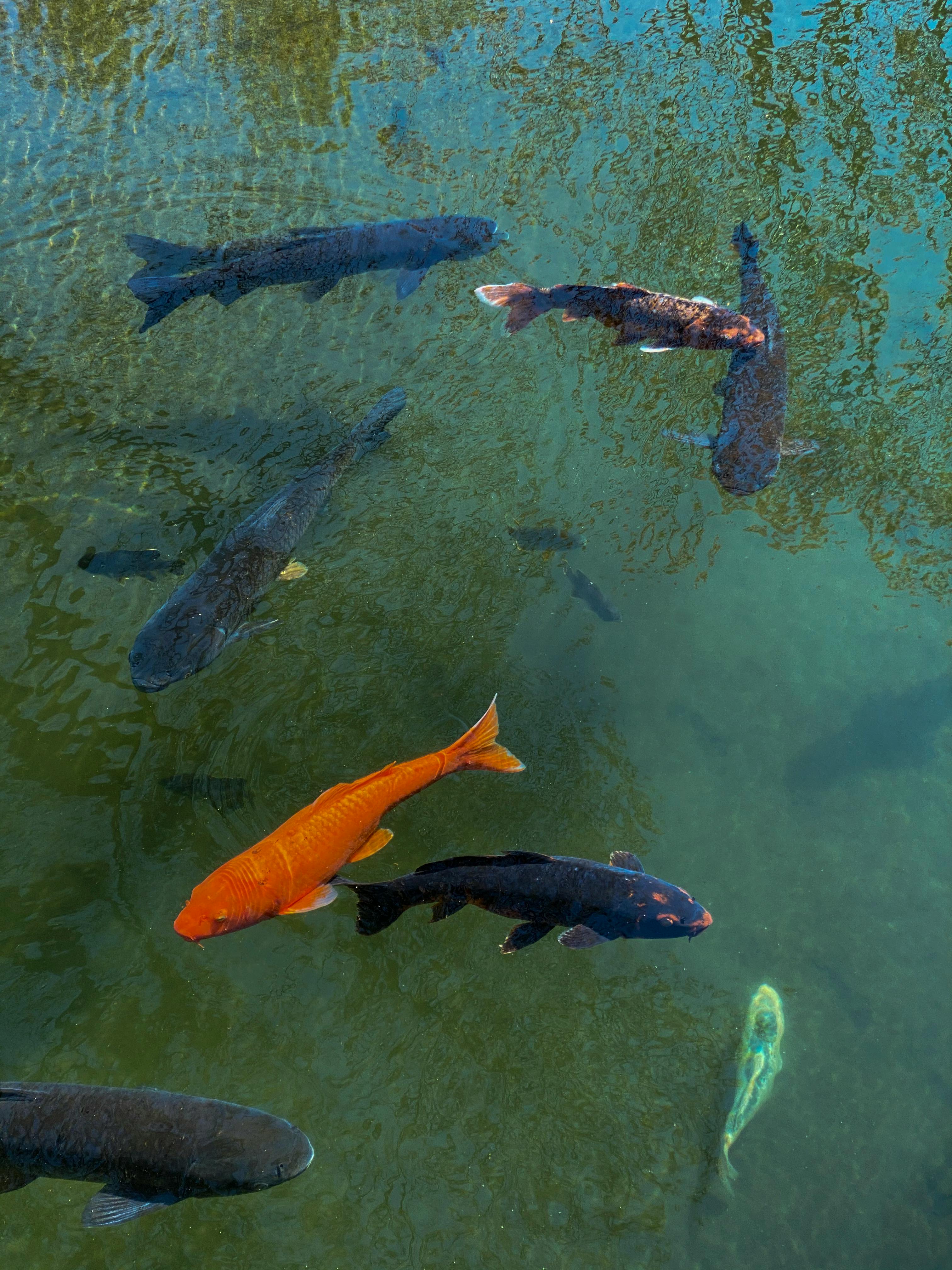 Top 5 Effective Fish Tank Cleaning Kits for 2025